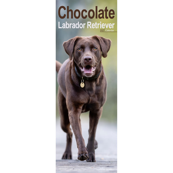 Chocolate Labrador Retriever Calendar 2027 Slimline