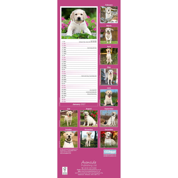 Yellow Labrador Retriever Calendar 2027 Slimline