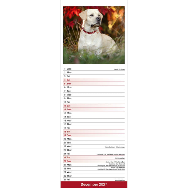 Yellow Labrador Retriever Calendar 2027 Slimline
