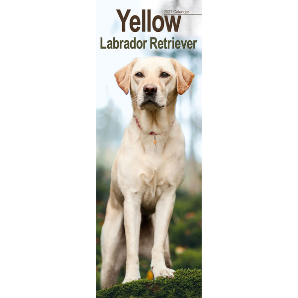 Yellow Labrador Retriever Calendar 2027 Slimline