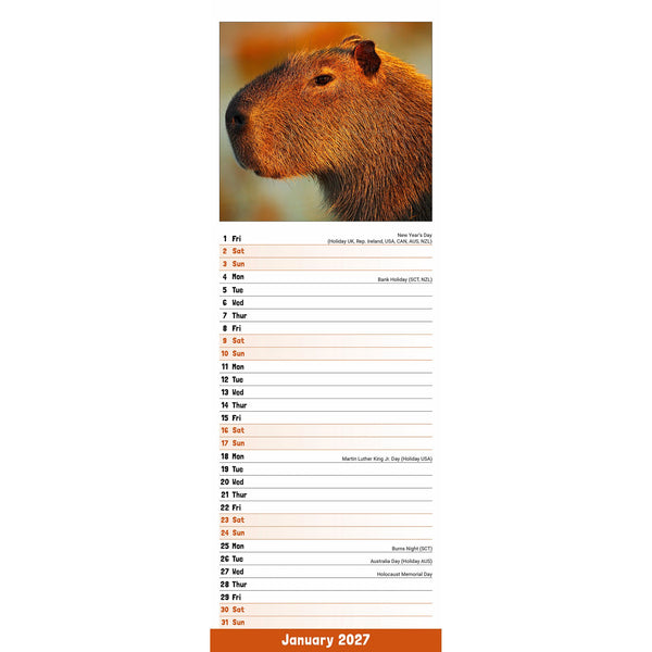 Capybara Calendar 2027 Slimline