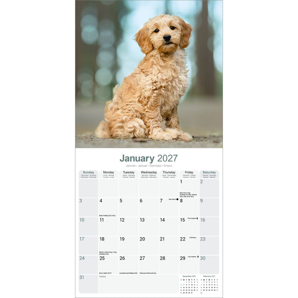Goldendoodle Calendar 2027